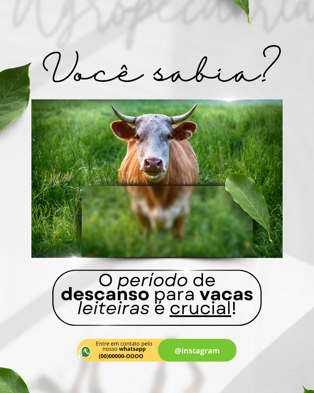 Cópia de Pack agropecuária (2)